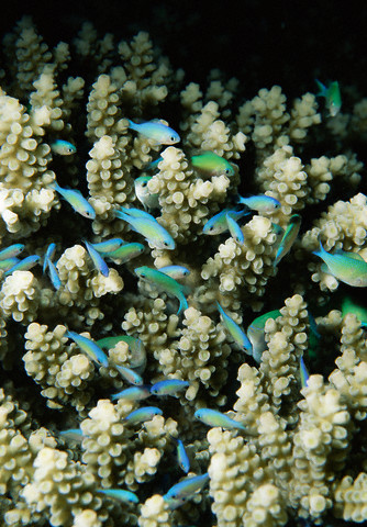 Small Reef Fish in Coral, Sharm El Sheikh